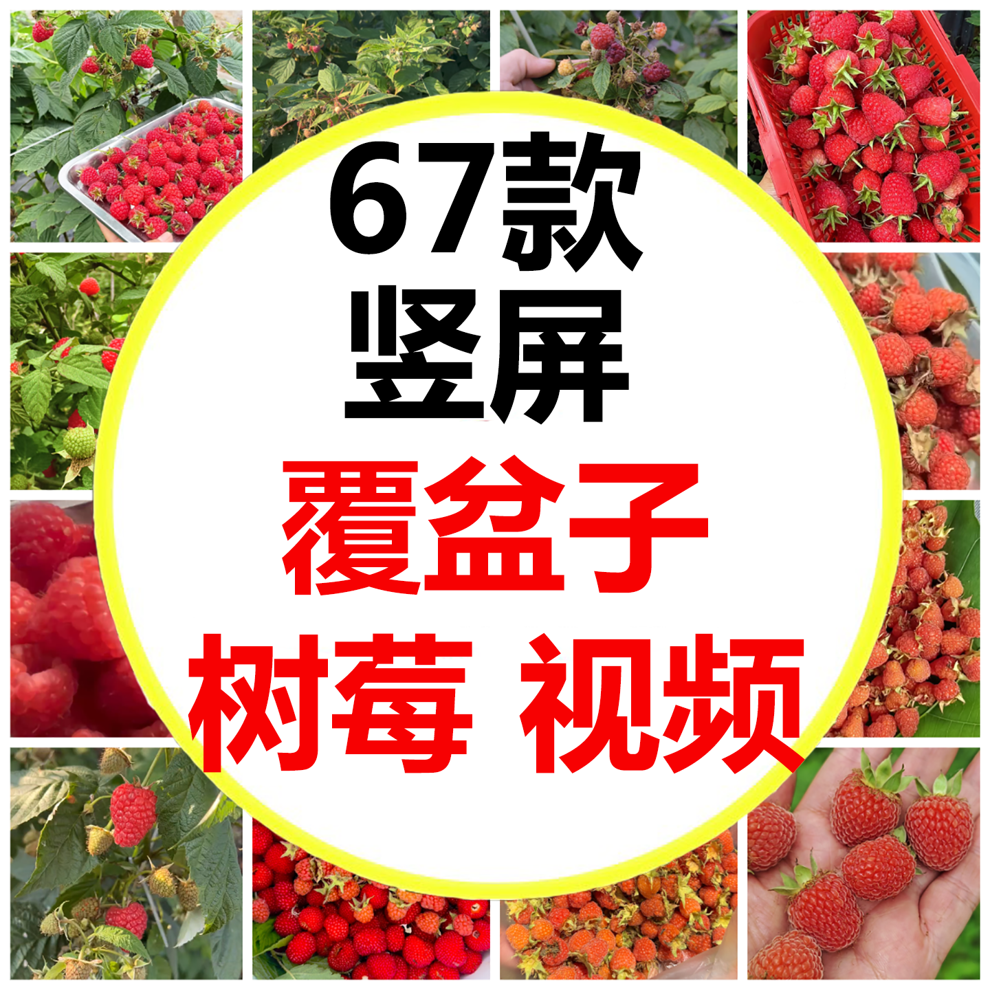 红树莓采摘野草莓摘覆盆子大山里的野果子采摘果酱短视频素材