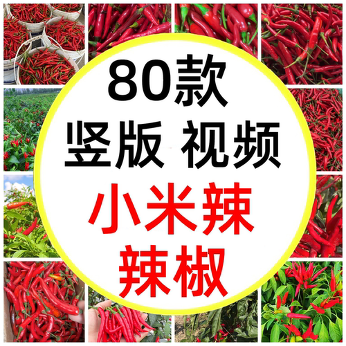 农产品辣椒采摘小米辣指天椒朝天椒红辣椒三农短视频素材
