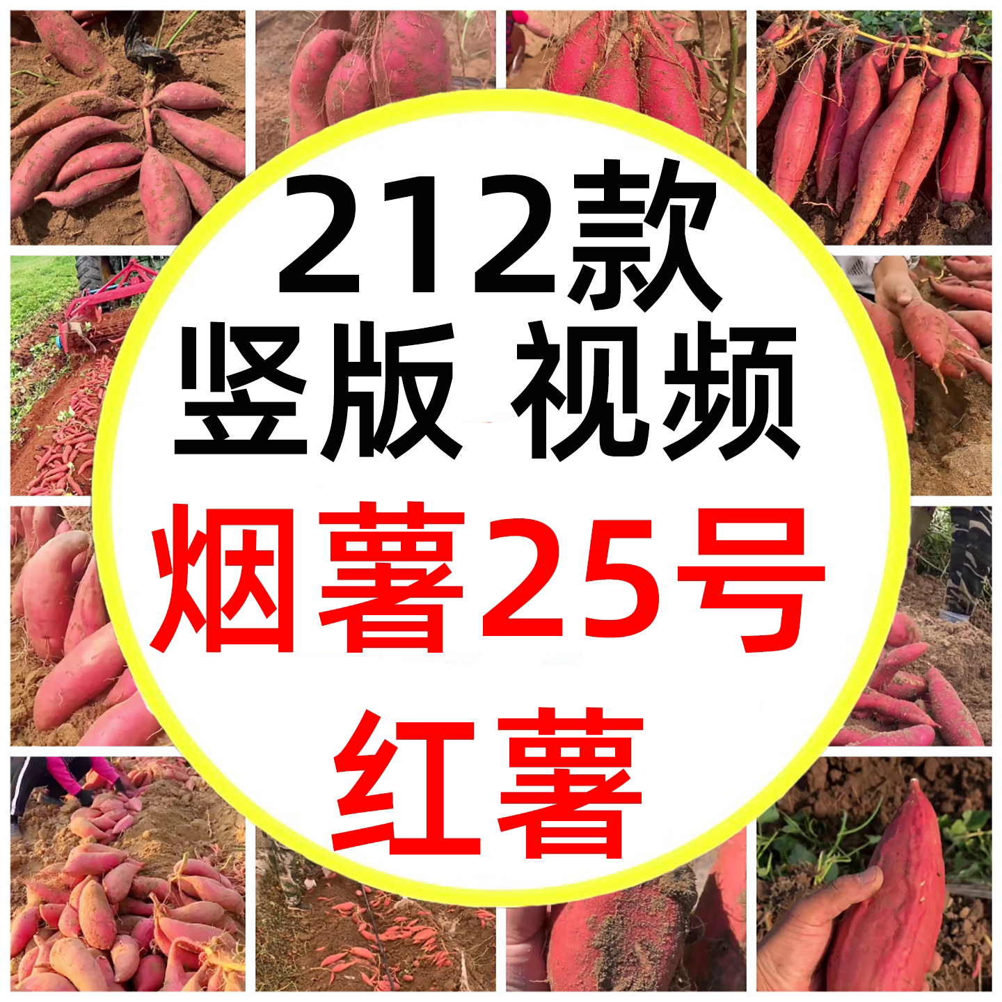 红薯烟薯25号农作物烤红薯蜜薯地瓜粗粮沙地蜜薯短视频素材