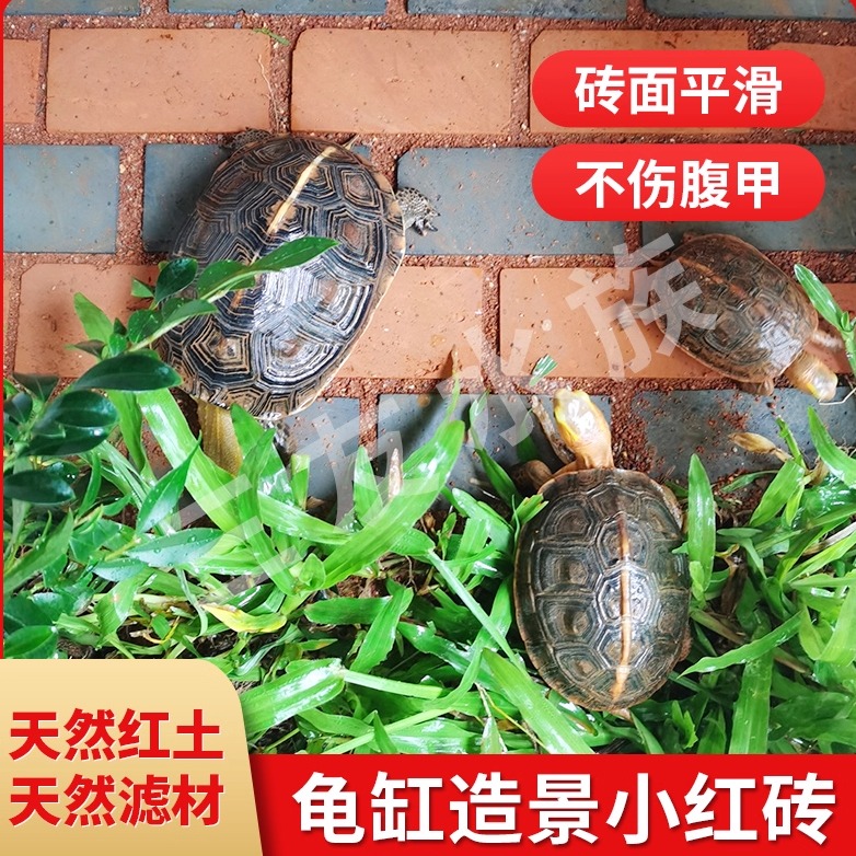 安缘半水龟陶土砖宠物装饰
