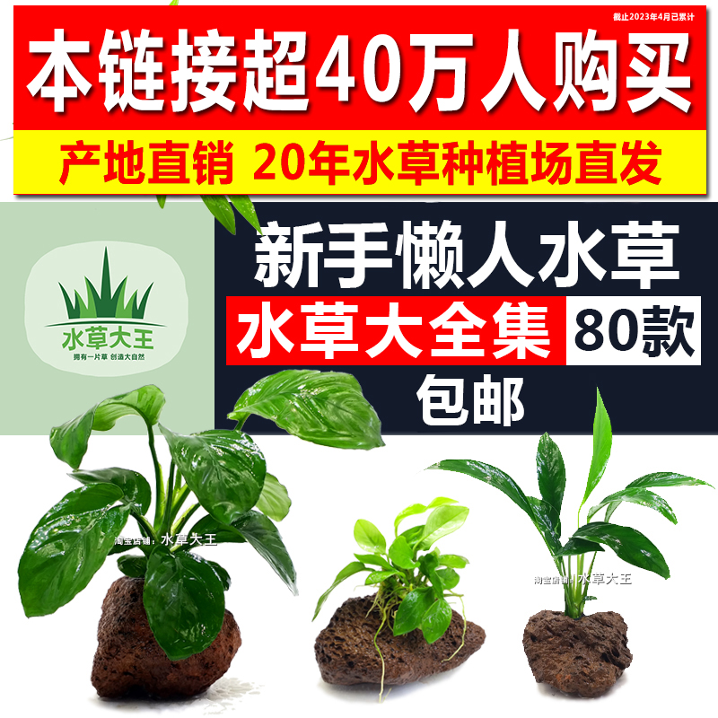 鱼缸水草水榕趴地莫斯皇冠草椒草