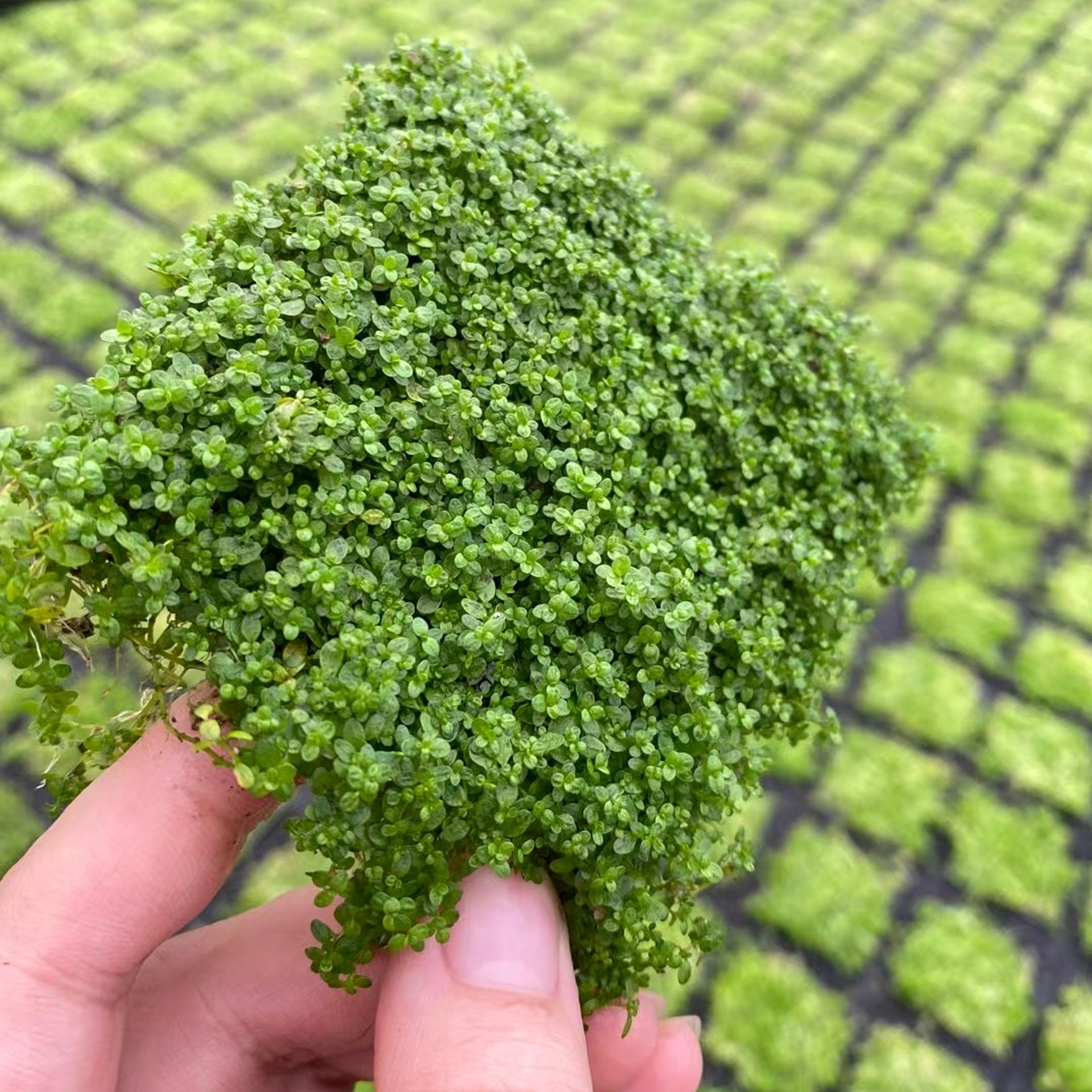 前景水草迷你矮珍珠趴地珍珠