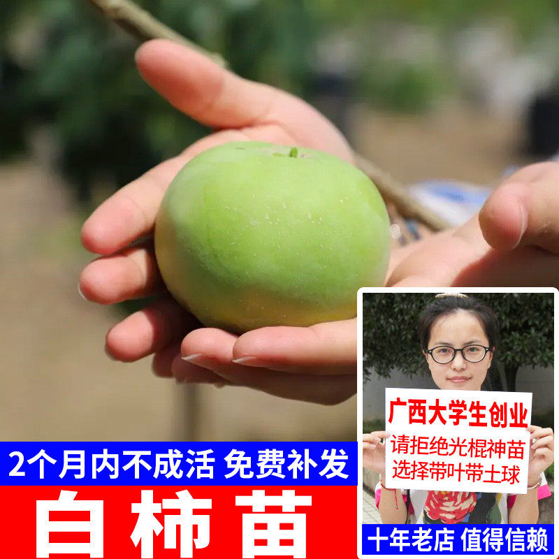 白柿冰淇淋果苗新品种巧克力嫁接果树苗 树苗南北方地栽果树苗