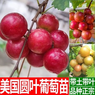 圆叶葡萄苗 寒香蜜葡萄树苗盆栽 无籽微红莓脆蜜皇冠欧麦红宝石格