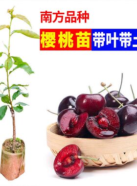 红妃樱桃苗树苗车厘子