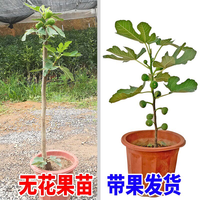 矮生室内外阳台种植无花果树苗图片