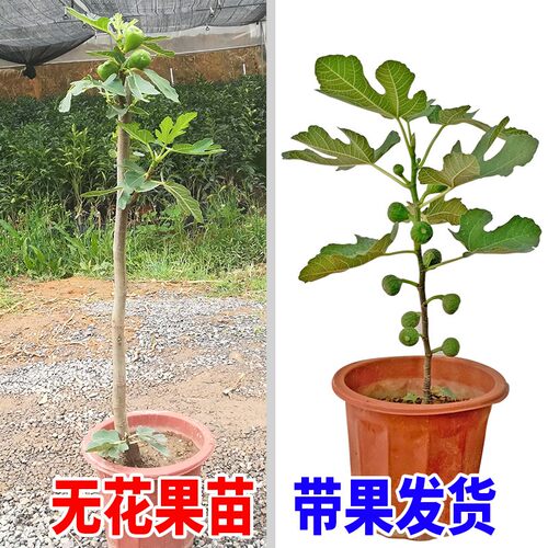 矮生室内外阳台种植无花果树苗