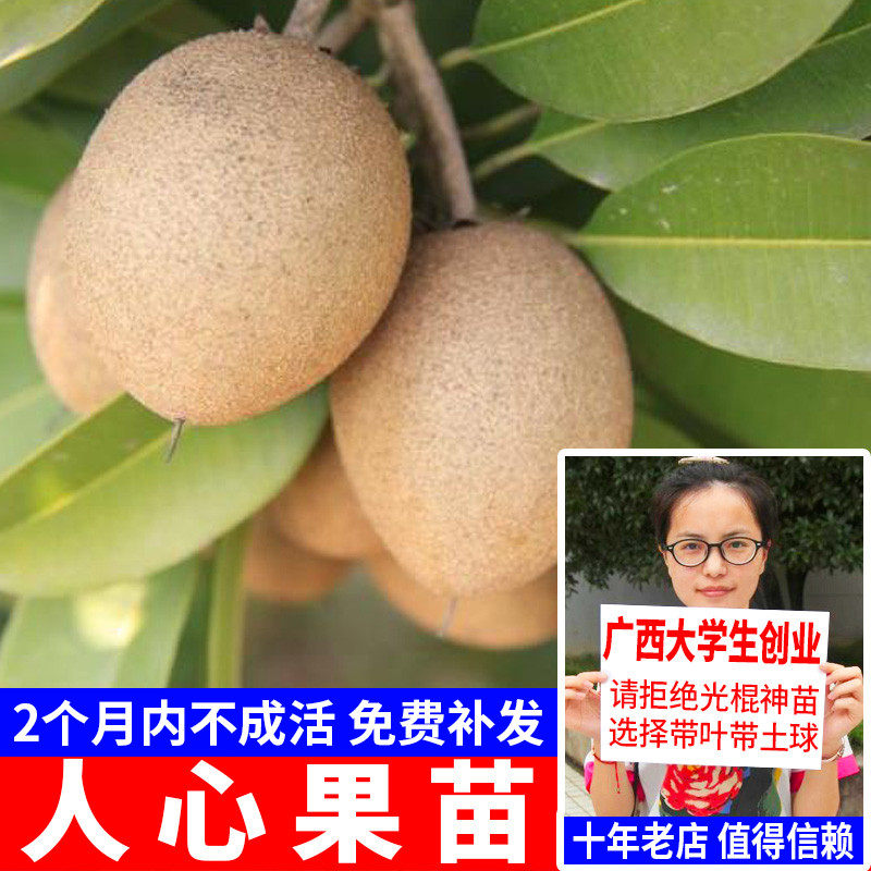 人心果苗优质品种水果王超甜盆栽地栽香瓜茄人参果苗当年挂果包邮