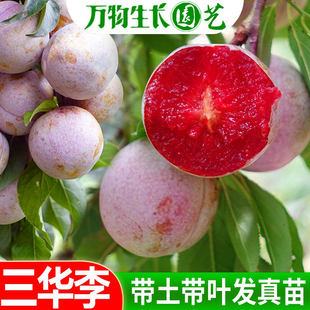 三华李子苗果树苗三华李口感清甜珍珠李子苗三华李果树苗嫁接苗