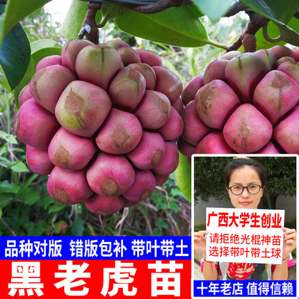 果树苗布福娜野生黑老虎树苗水果苗爬藤酒饭团南北方种植当年结果