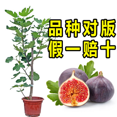 矮生室内外阳台种植无花果树苗
