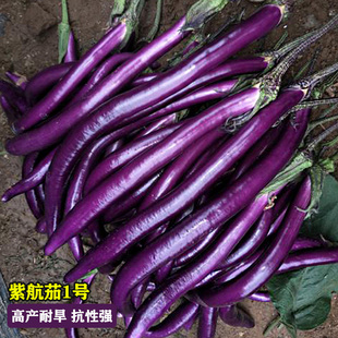 杭茄一号长茄种子苗紫红茄线茄种籽蔬高产春四季盆栽苗秧种孑土茄