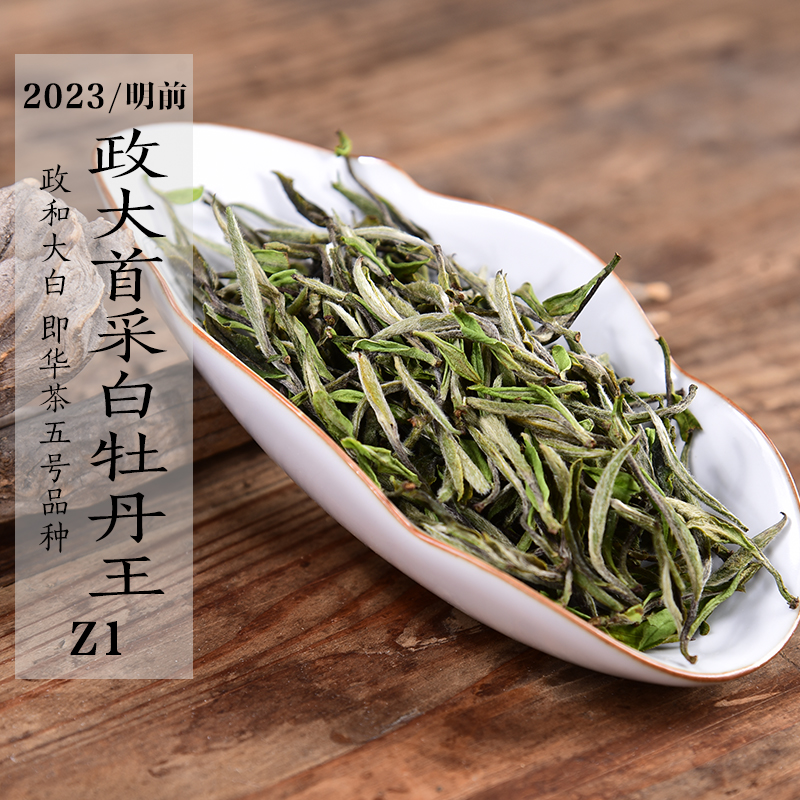 2023政大首采白牡丹王政和白茶