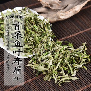 新茶 2026年明前首采鱼叶寿眉F1+早春政和白茶白毫银针余叶