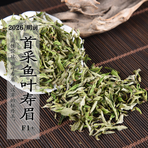 新茶 2026年明前首采鱼叶寿眉F1+早春政和白茶白毫银针余叶