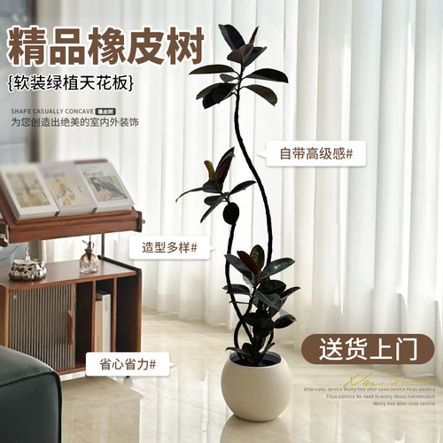 高级感ins风北欧黑金刚橡皮树
