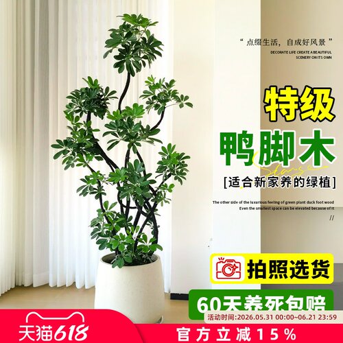 鸭脚木客厅大盆栽室内大型绿植