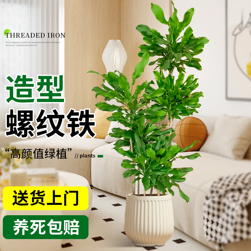 大型绿植金心螺纹铁植物盆栽