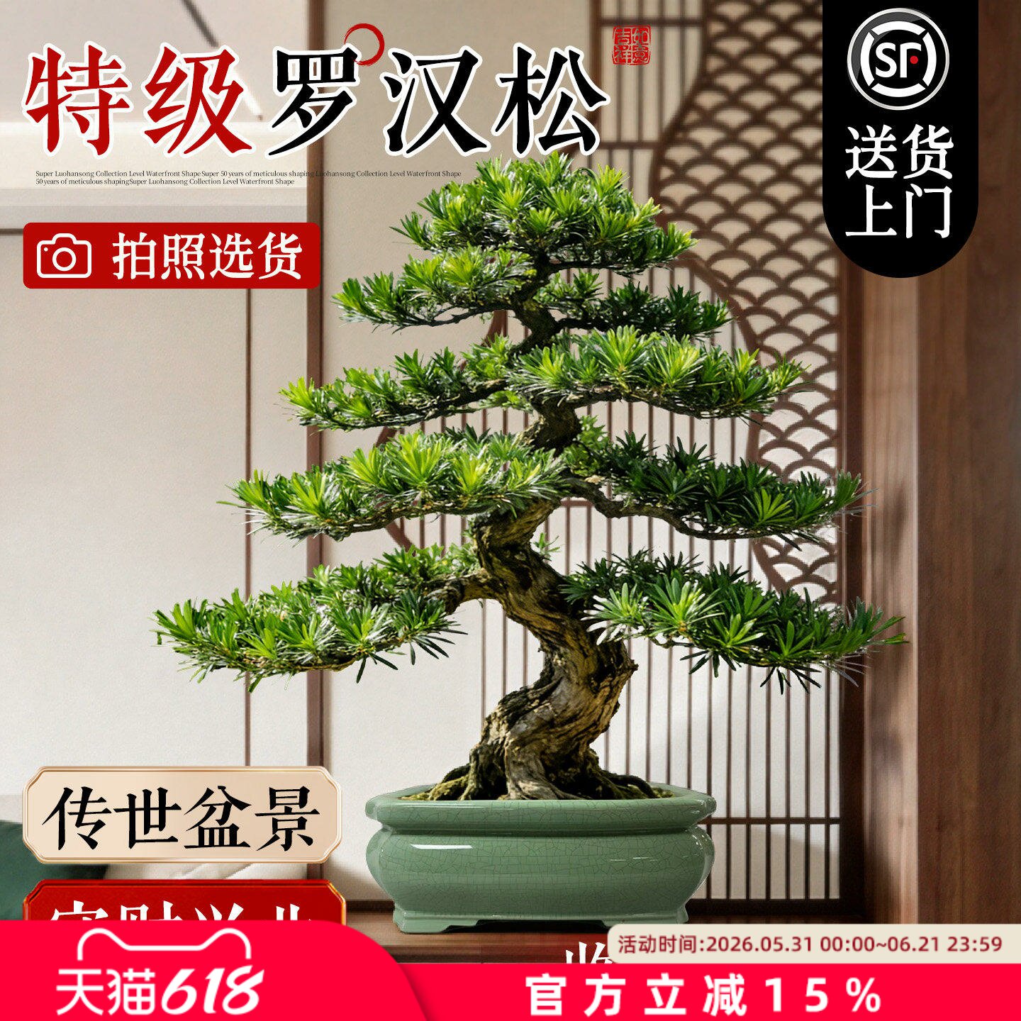 正宗罗汉松盆景庭院造型树小型罗汉松落地老桩客厅绿植室内好养活
