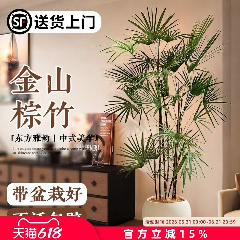 大型植物金山棕竹细叶客厅绿植竹子盆栽办公室内落地大号四季好养