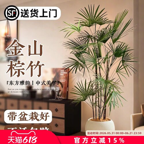 大型植物金山棕竹细叶客厅绿植竹子盆栽办公室内落地大号四季好养