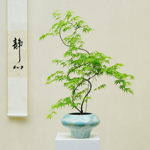 新中式禅意造型流泉枫盆栽