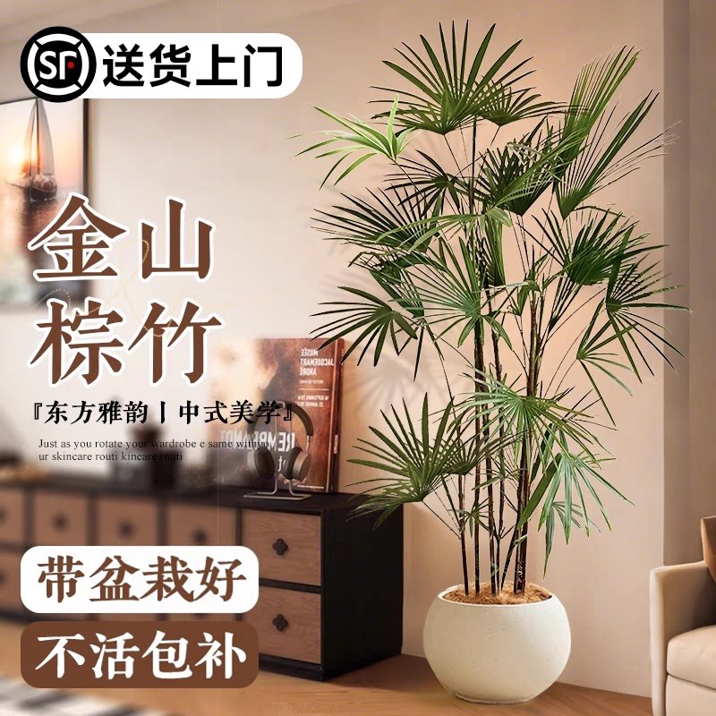 大型植物金山棕竹细叶客厅绿植竹子盆栽办公室内落地大号四季好养图片