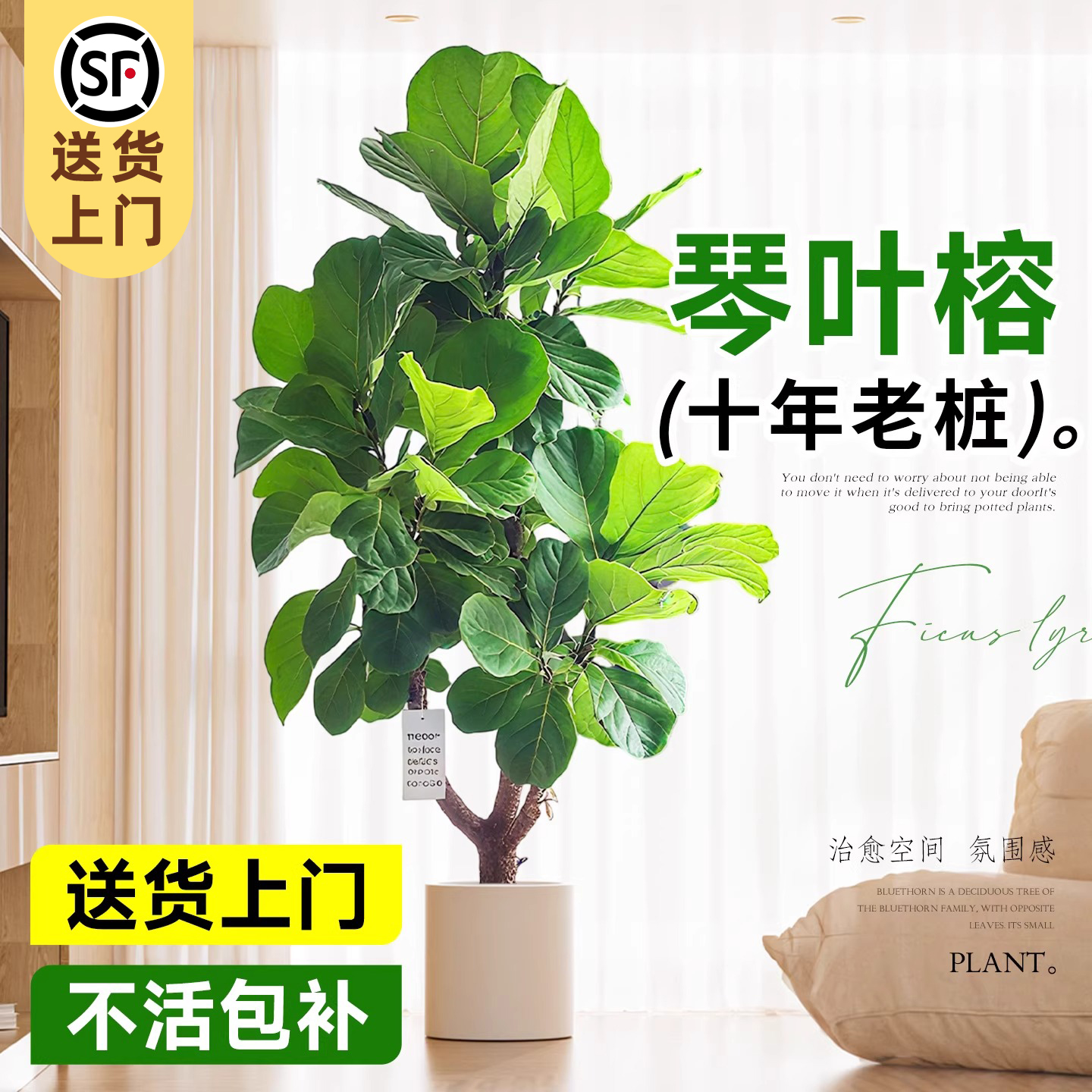 琴叶榕客厅盆栽四季好养禄植物