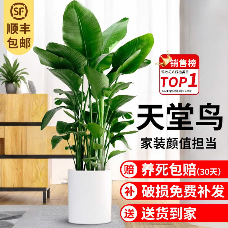 天堂鸟盆栽室内客厅大型绿植办公室大叶植物花卉鹤望兰新房去甲醛