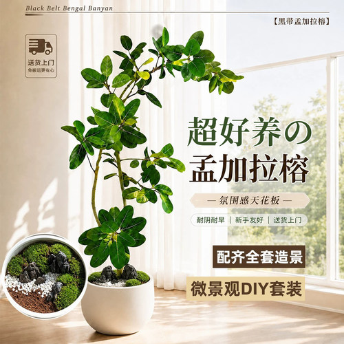 孟加拉榕树客厅绿植室内大型植物黄金榕高级感盆栽客厅高端好养