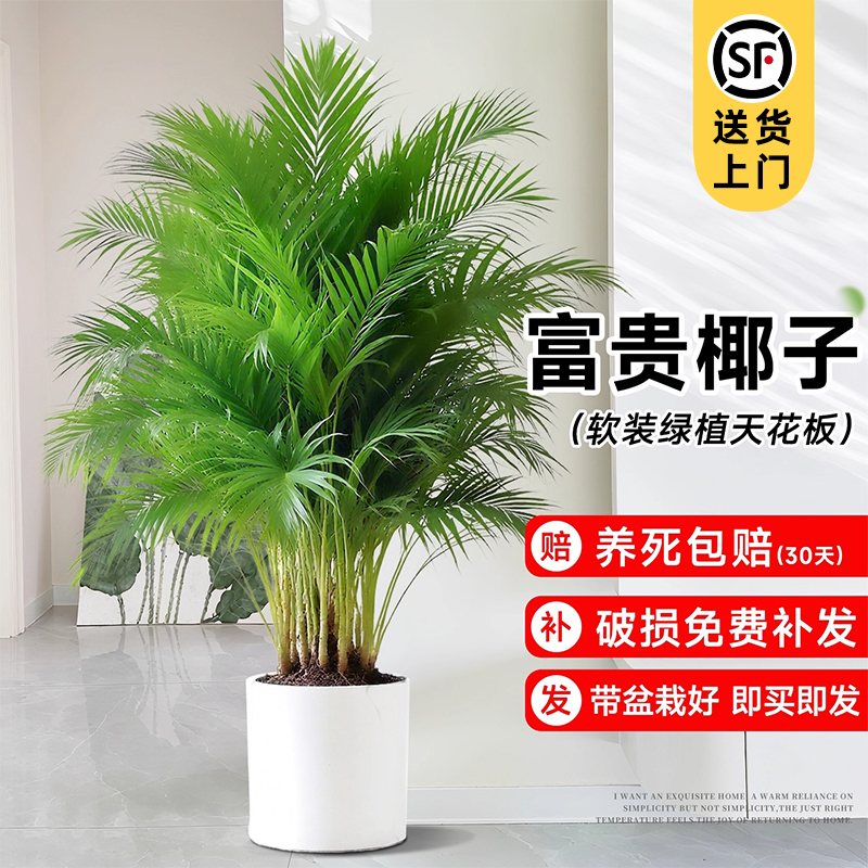 散尾葵室内大型绿植富贵椰子大号盆栽客厅办公室植物盆景四季好养