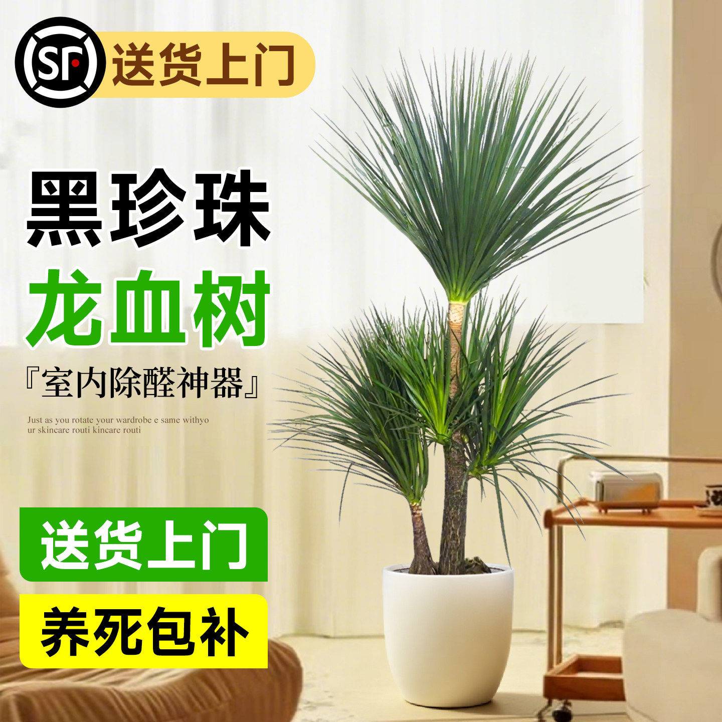 黑珍珠龙血树客厅绿植盆栽旺宅大型太空铁多头老桩树苗黑金刚真树,鲜花速递/花卉仿真/绿植园艺,大型绿植/成品组合盆栽,淘宝优惠券,粉丝福利购,淘宝优惠卷