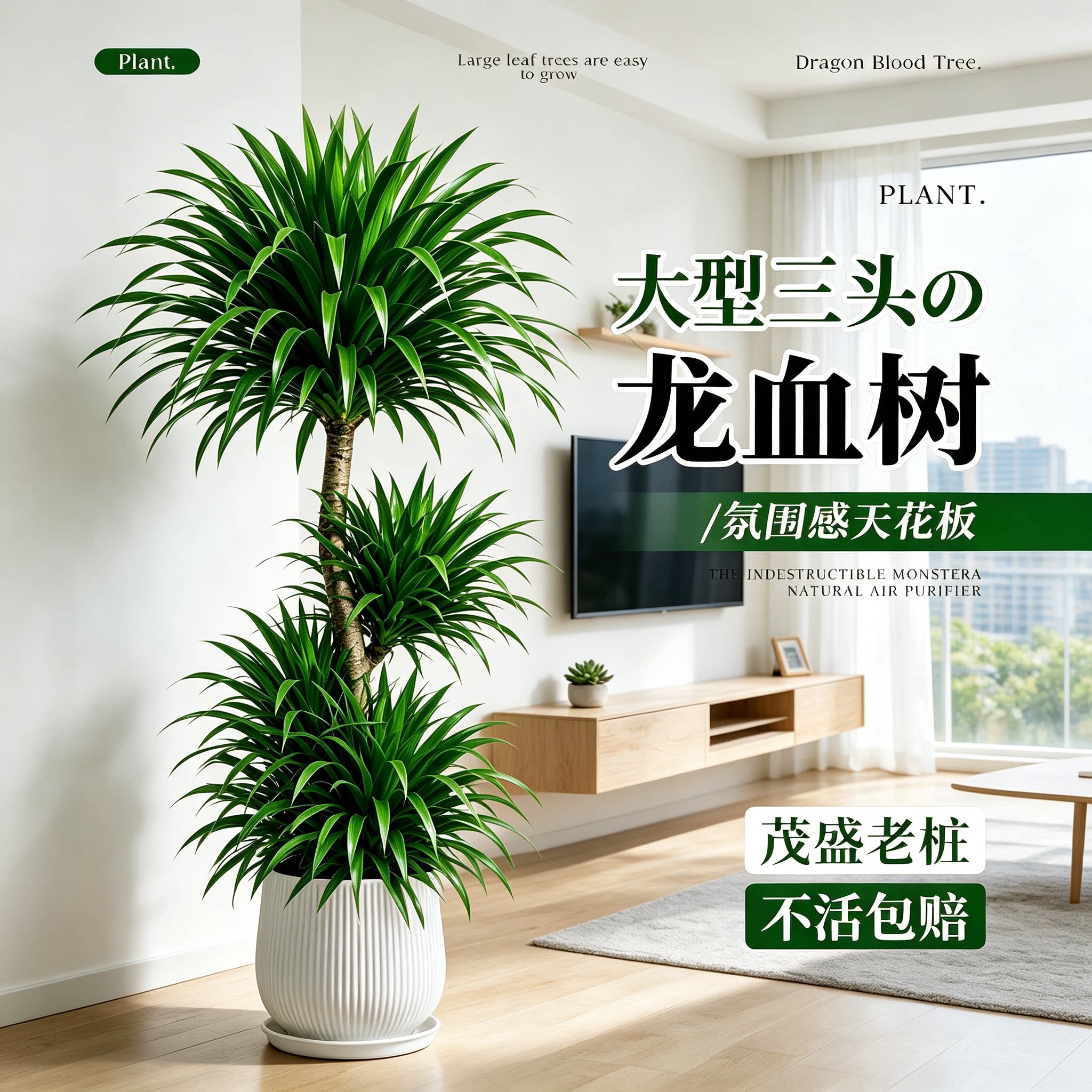 龙血树大型盆栽轻奢客厅好养图片
