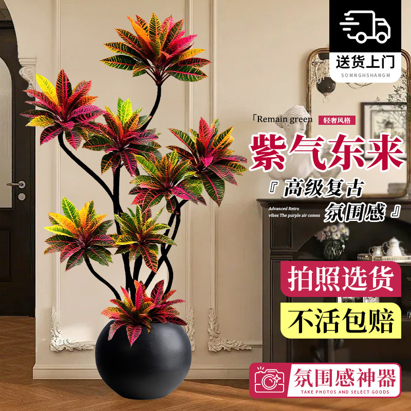 大型绿植客厅高级感变色木变叶木盆栽办公室内落地大气旺宅上档次