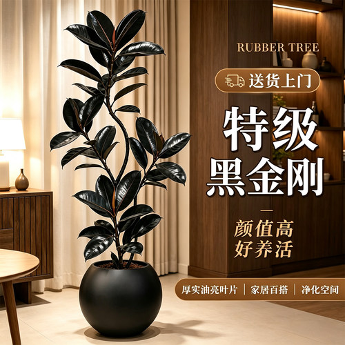 黑金刚橡皮树轻奢好养落地盆栽
