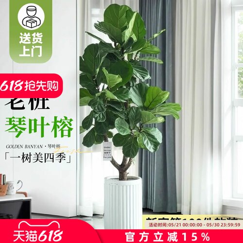 琴叶榕四季好养绿植盆景