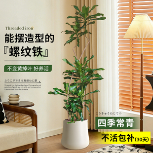螺纹铁植物盆栽室内大型绿植客厅落地摆件四季好养活旺宅花卉盆景