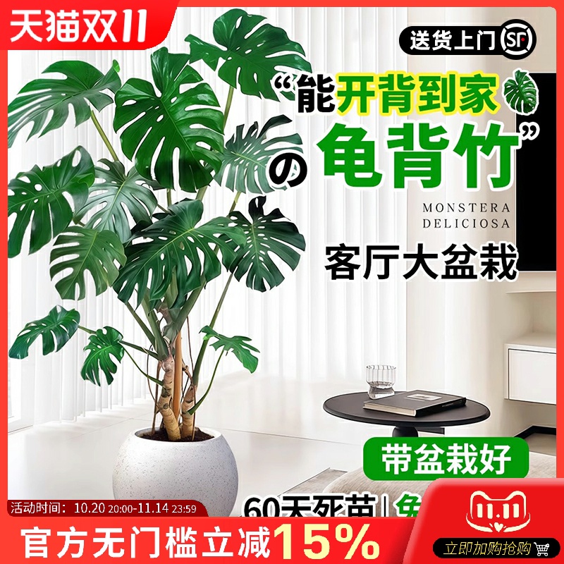 龟背竹老桩客厅大盆栽提根