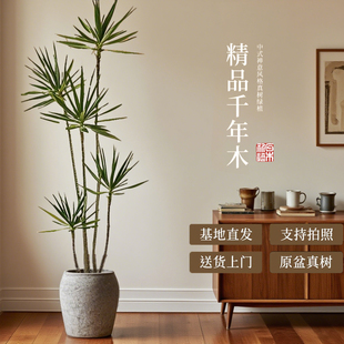 千年木绿植室内大型马尾铁七彩铁真落地植物客厅办公室龙血树盆栽