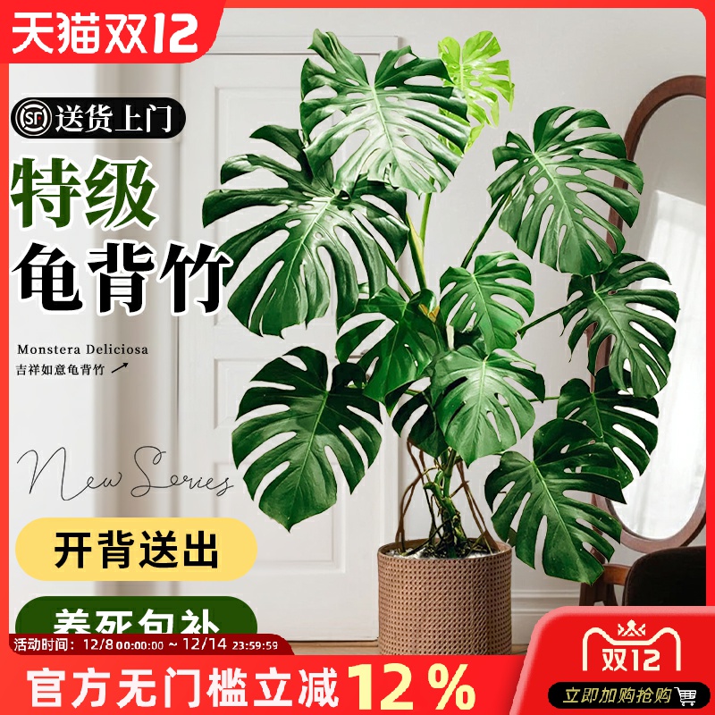 室内龟背竹绿植客厅盆栽大