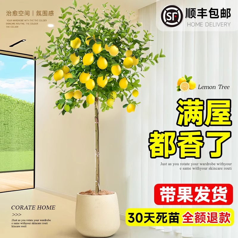 香水柠檬盆栽带果客厅绿植大型室内阳台禄植四季好养除甲醛