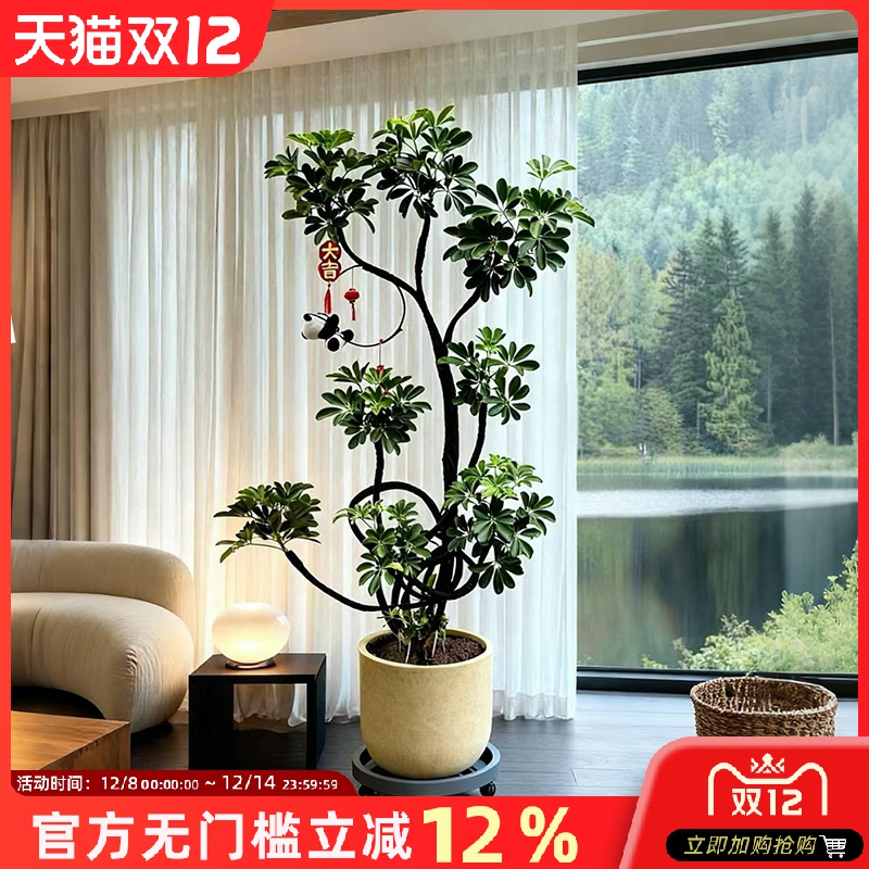 鸭脚木盆栽室内大型绿植