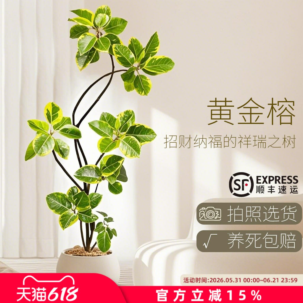 黄金榕绿植室内大型盆栽高级感孟加拉榕客厅橡皮树黄金荣花卉禄植