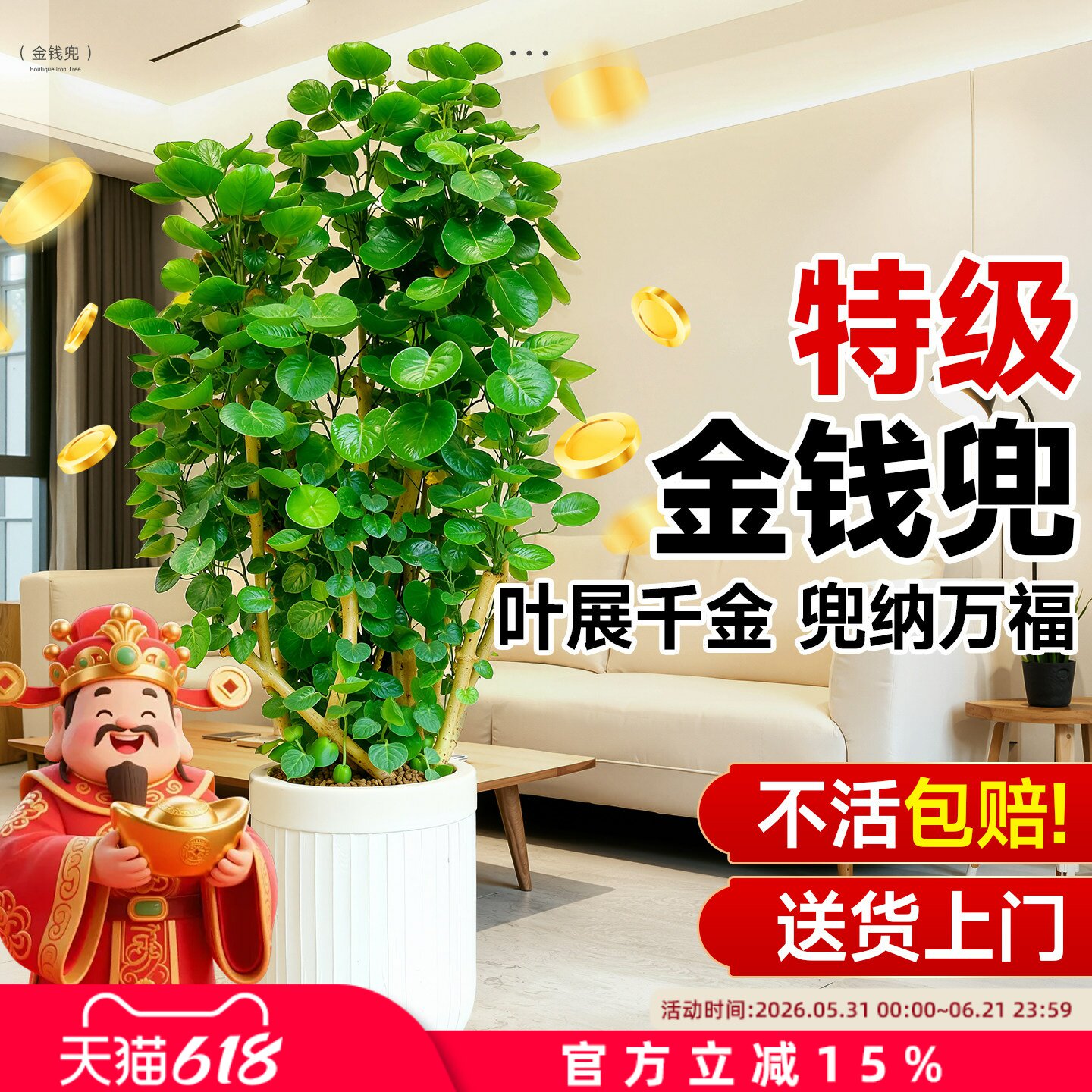 金钱兜福禄桐大型绿植盆栽客厅高级感金钱树发财树办公室内旺宅树