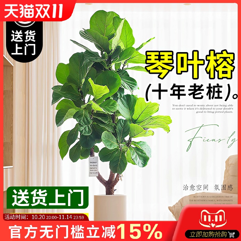 琴叶榕客厅绿植大型好养落地式