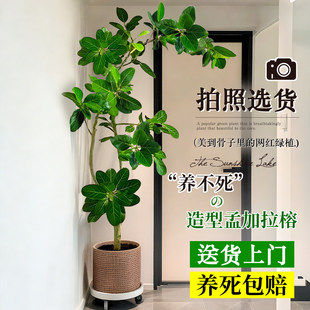 孟加拉榕盆栽客厅绿植室内大型黄金榕高山榕树落地真花旺宅树好养