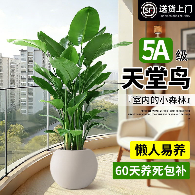 天堂鸟客厅绿植室内大型植物盆栽办公室轻奢高级感落地花卉鹤望兰,鲜花速递/花卉仿真/绿植园艺,大型绿植/成品组合盆栽,淘宝优惠券,粉丝福利购,淘宝优惠卷