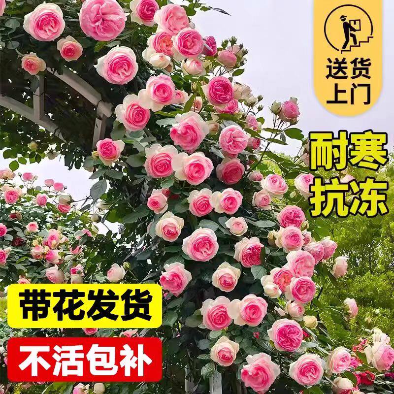蔷薇花苗藤本月季爬藤四季开花浓香室外庭院耐寒老桩特大号盆栽苗