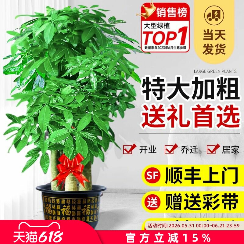 步步高发财树特大客厅开业送礼大盆栽室内植物绿植落地大号招财树