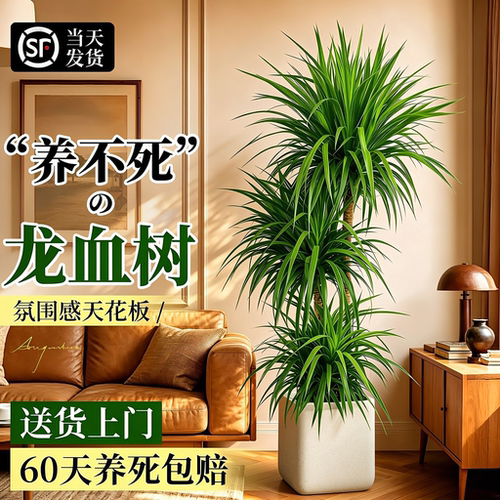 龙血树客厅绿植高级感室内大型盆栽植物高端轻奢龙须树办公室好养